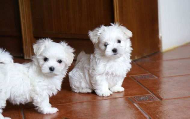Bellissimi cuccioli di maltese in adozione