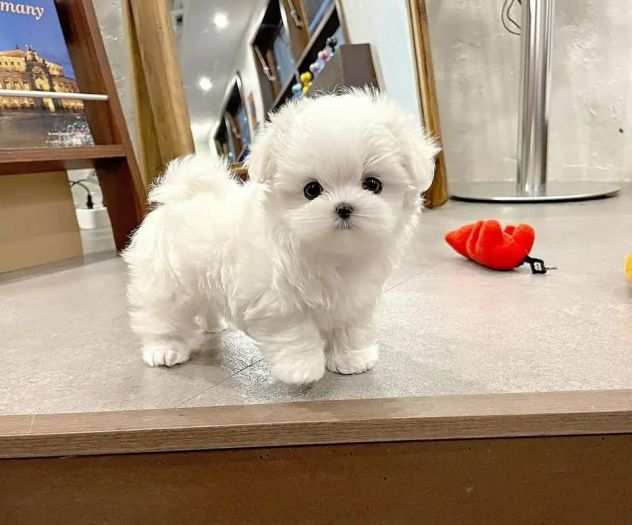 Bellissimi cuccioli di maltese in adozione