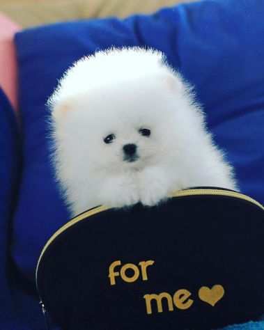 Bellissimi cuccioli di Pomerania in adozione