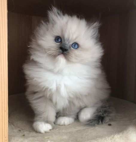 Bellissimi cuccioli di ragdoll