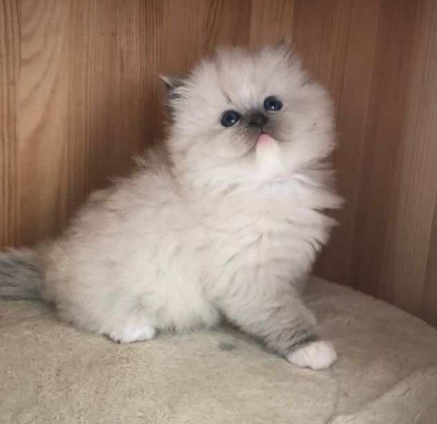 Bellissimi cuccioli di ragdoll