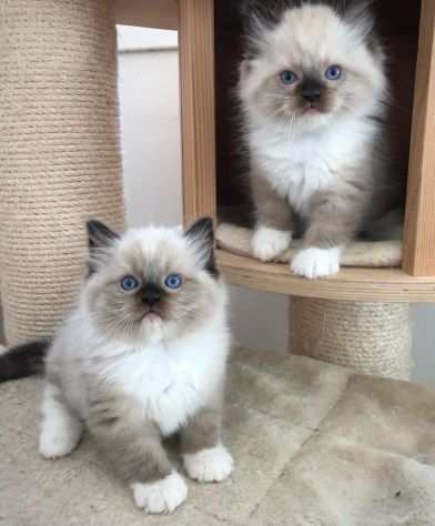 Bellissimi cuccioli di ragdoll