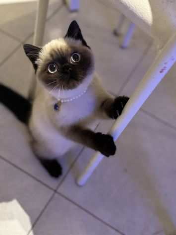 Bellissimi cuccioli di siamese thai