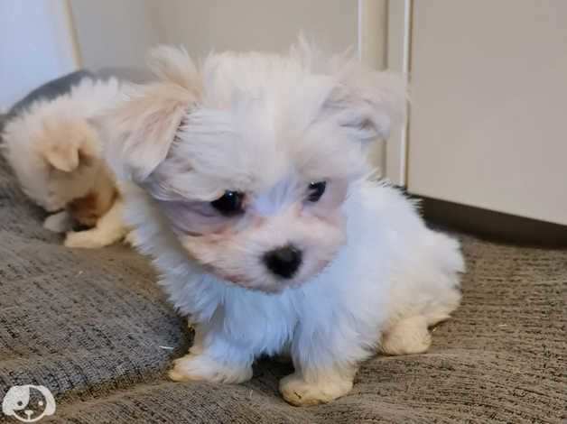 bellissimi cuccioli giocattolo maltesi maschio e femmina