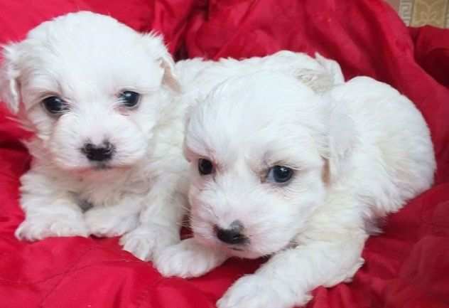 Bellissimi cuccioli maltesi bianchi da adottare