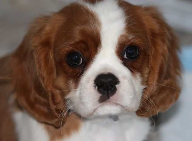 Bellissimi cuccioli maschi e cavalier king charles