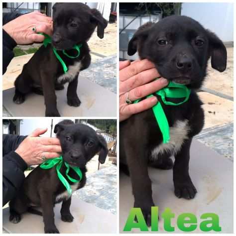 Bellissimi cucciolini cercano casa