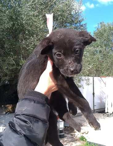 Bellissimi cucciolini cercano casa