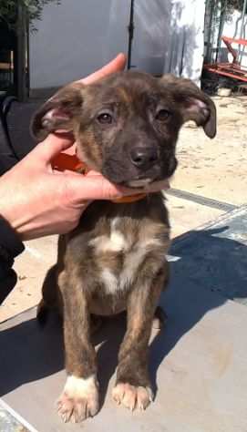 Bellissimi cucciolini cercano casa