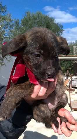 Bellissimi cucciolini cercano casa