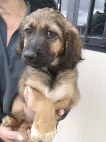 BELLISSIMI CUCCIOLOTTI CERCANO CASA