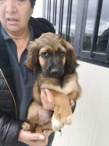 BELLISSIMI CUCCIOLOTTI CERCANO CASA