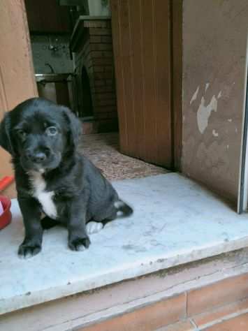 BELLISSIMI CUCCIOLOTTI CERCANO CASA