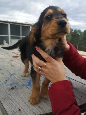 BELLISSIMI CUCCIOLOTTI CERCANO CASA