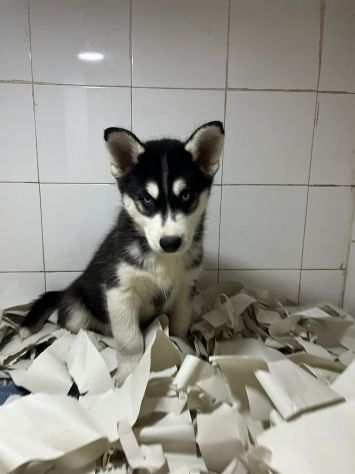 Bellissimo cucciolo di husky siberiano con entrambi occhi azzurri