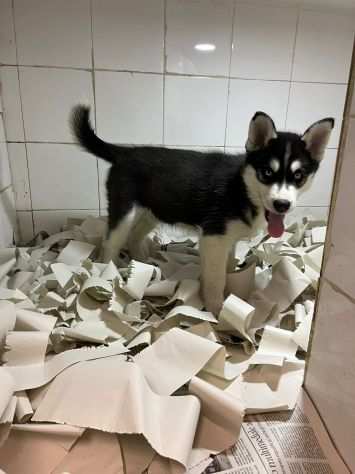 Bellissimo cucciolo di husky siberiano con entrambi occhi azzurri