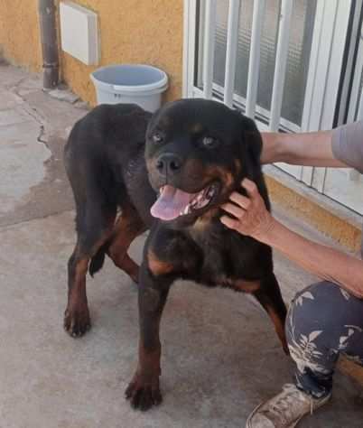 Bellissimo rottweiler cerca urgente adozione