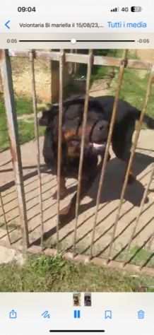 Bellissimo rottweiler cerca urgente adozione