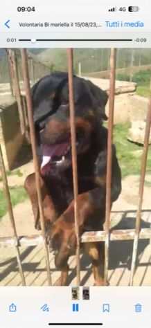 Bellissimo rottweiler cerca urgente adozione