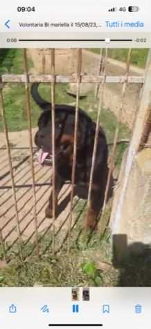 Bellissimo rottweiler cerca urgente adozione