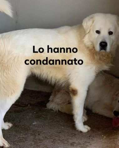 BEN, MAREMMANO DI 6 ANNI ABBANDONATO