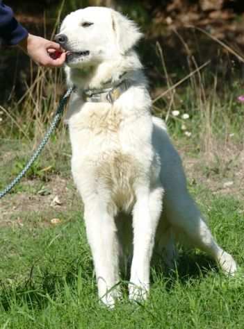 Ben maschio giovane simil golden retriever