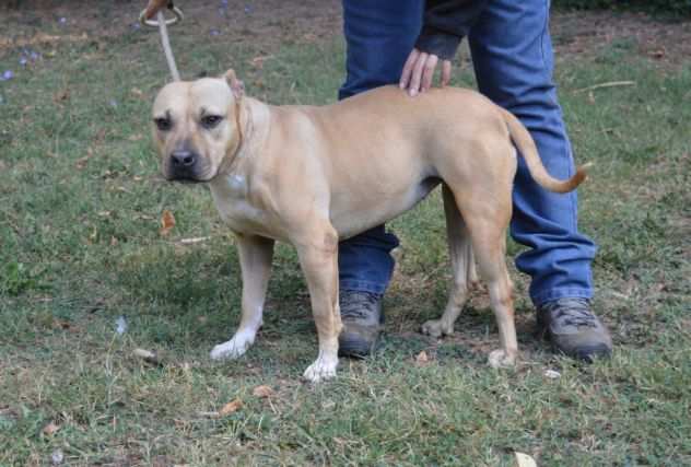 Beniamina, simpatica ed affettuosa - pitbull taglia media - IN ADOZIONE