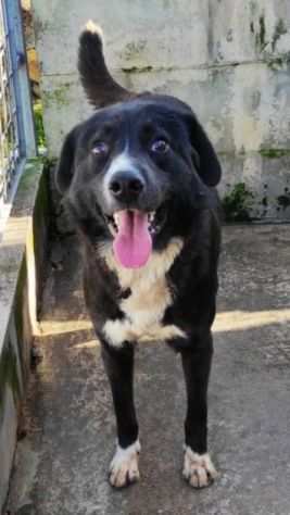 BENNY TENERO E AFFETTUOSO, CAGNOLINO IN ADOZIONE