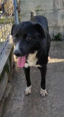 BENNY TENERO E AFFETTUOSO, CAGNOLINO IN ADOZIONE