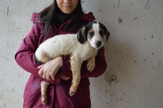 Bertholdo cucciolo caccia, futura taglia media in adozione