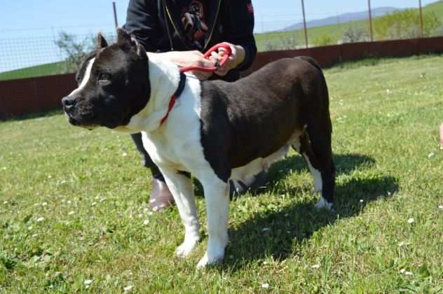 BETSY derivato pittbull- taglia media- ADOZIONE