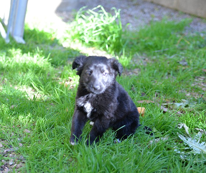 Perla bellissimo cucciolo femmina in adozione