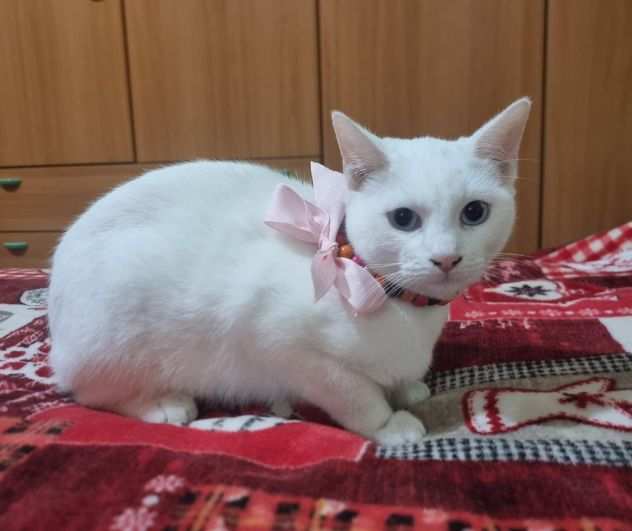 Bianca gattina dolcissima in adozione