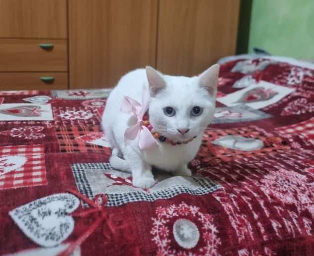 Bianca gattina dolcissima in adozione