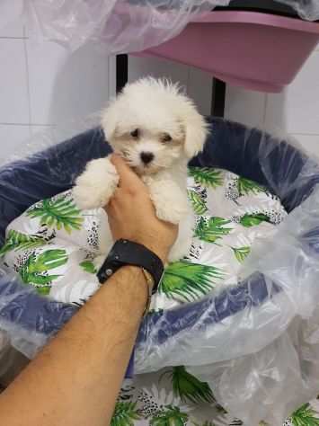 bianco di maltese toy con vaccino e microchip