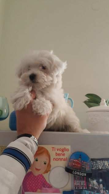 Bianco e toy cagnolina maltese vaccinato