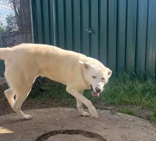 BIANCO SOCIEVOLE E DOLCE, COSTRETTO A VIVERE IN CANILE, CANE IN ADOZIONE