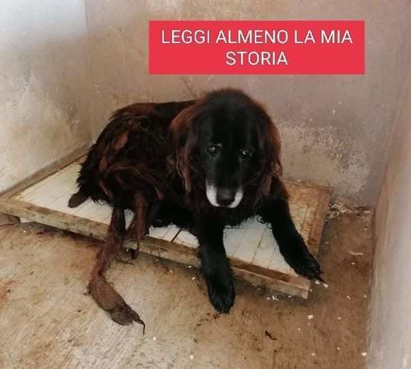 BLACK 8anni ha sofferto tanto SUD