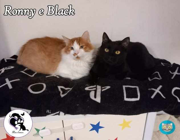 Black e Ronny, teneri mici in adozione