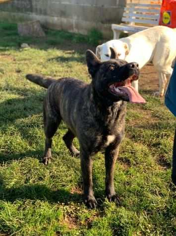 Black simil corso in adozione