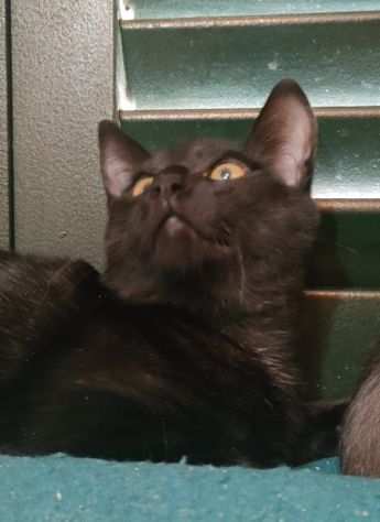 Blacky gatto giovane in adozione