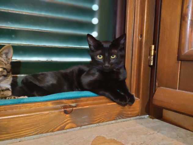Blacky gatto giovane in adozione