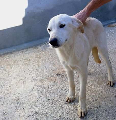 Blanca dolcissima mix golden labrador