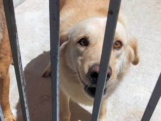 Blanca dolcissima mix golden labrador