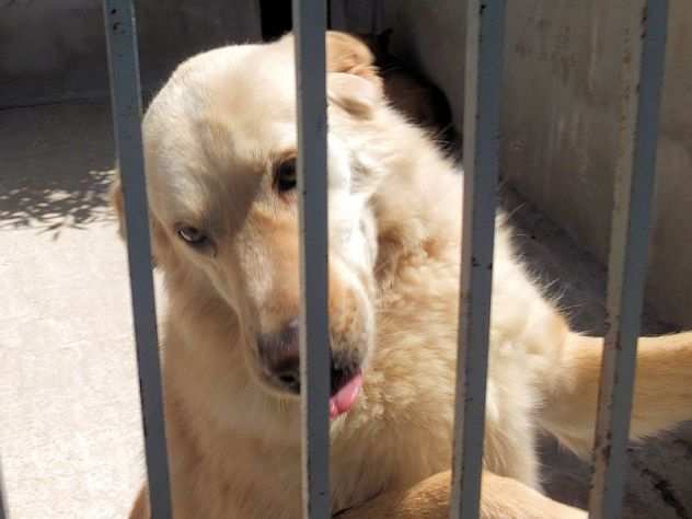 Blanca dolcissima mix golden labrador