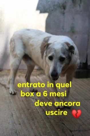 BLANCO 7anni scodinzolava... SUD