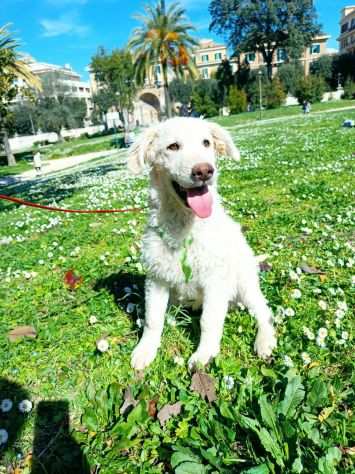 Blanco e Blacky, cuccioloni FORMIDABILI