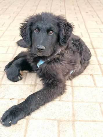 Blanco e Blacky, cuccioloni FORMIDABILI