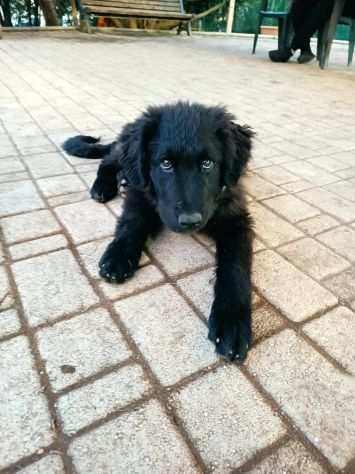 Blanco e Blacky, cuccioloni FORMIDABILI