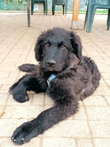 Blanco e Blacky, cuccioloni FORMIDABILI